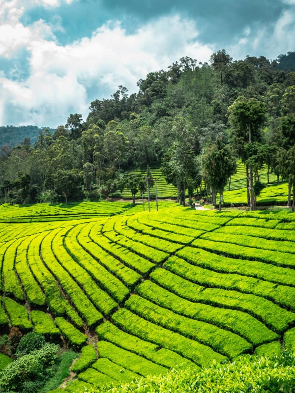 Food in Ooty