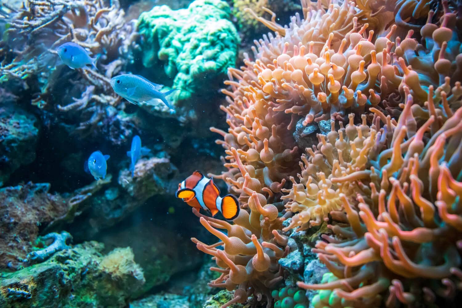 Image of Impact of Chemical Sunscreen on Coral Reef