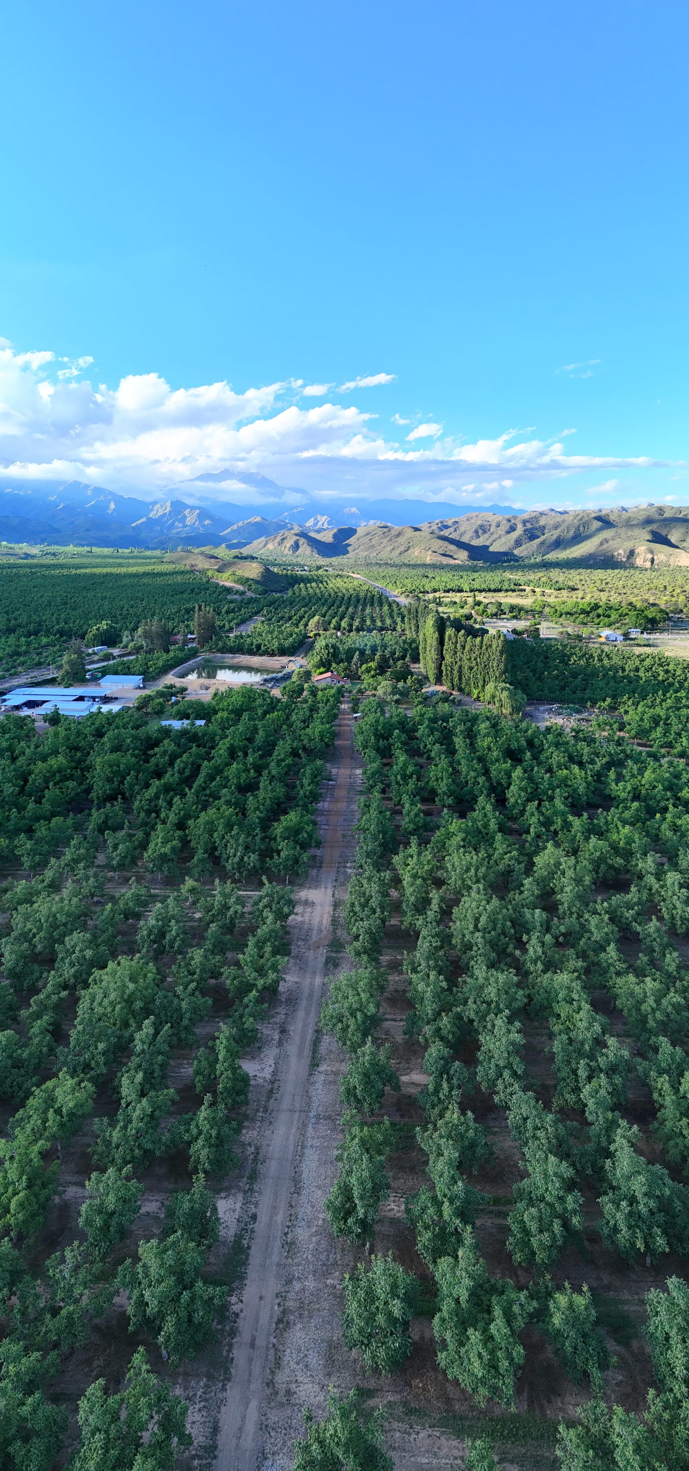 Campo de nueces al atardecer, Guanchín