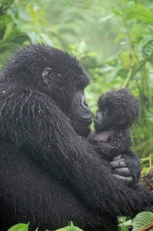 Gorilla mother and baby