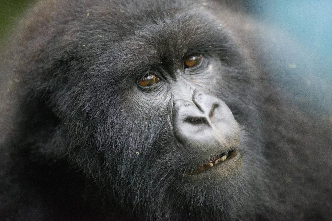 Expressive mountain gorilla portrait