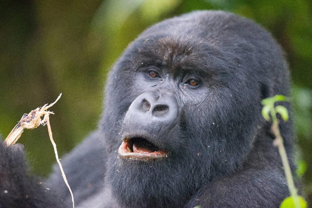 Mountain gorilla feeding in the forest