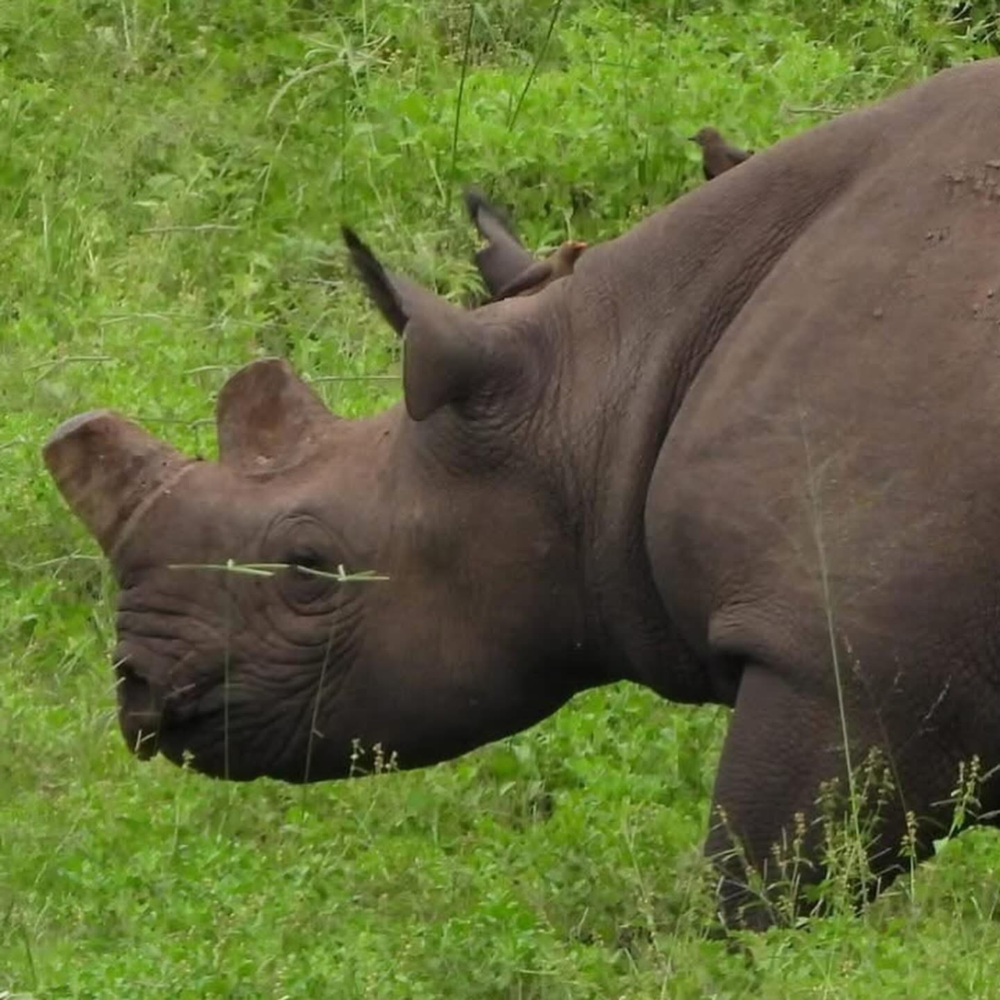 Rhinoceros grazing with oxpecker birds