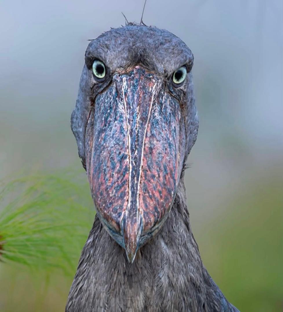 Shoebill portrait looking directly at the camera