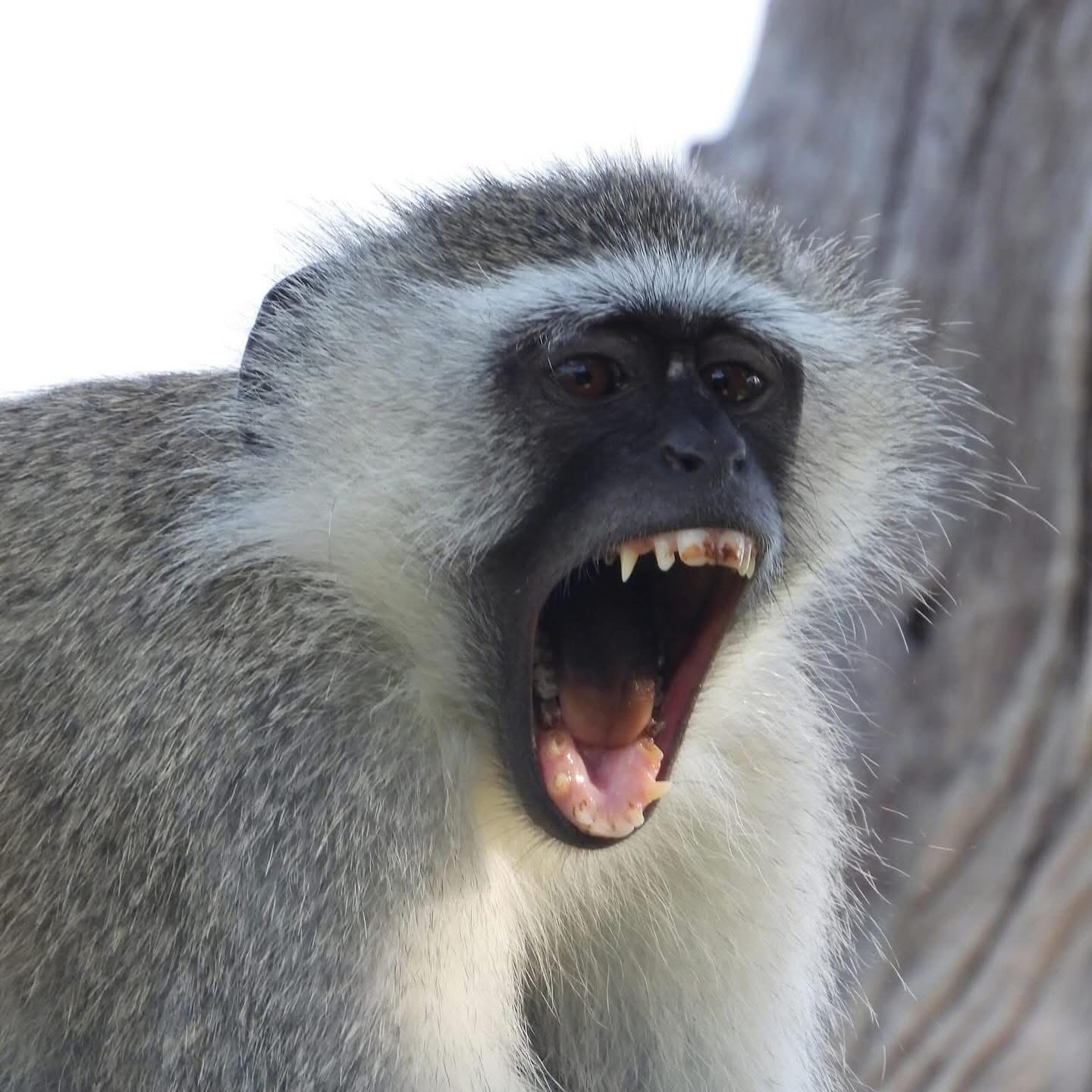 Vervet monkey calling from a tree