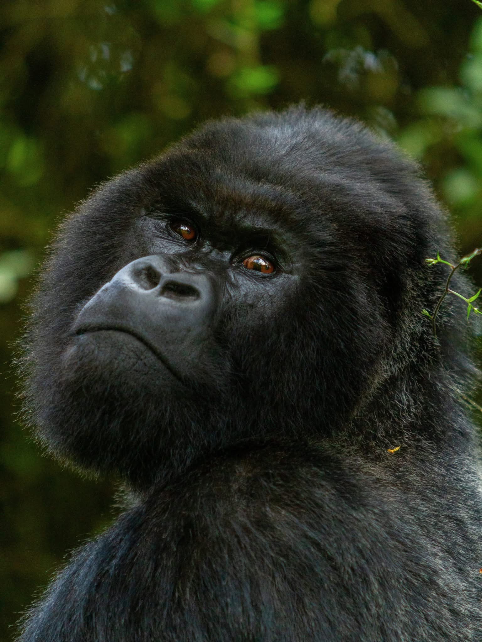 Close portrait of a mountain gorilla
