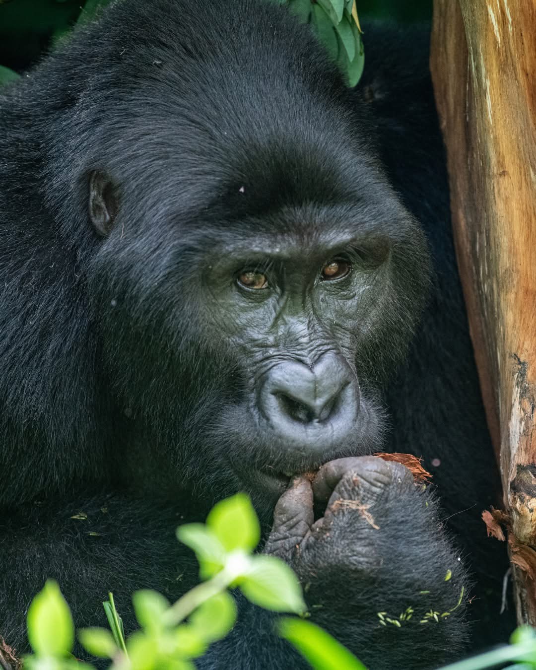 Mountain gorilla resting beside a tree