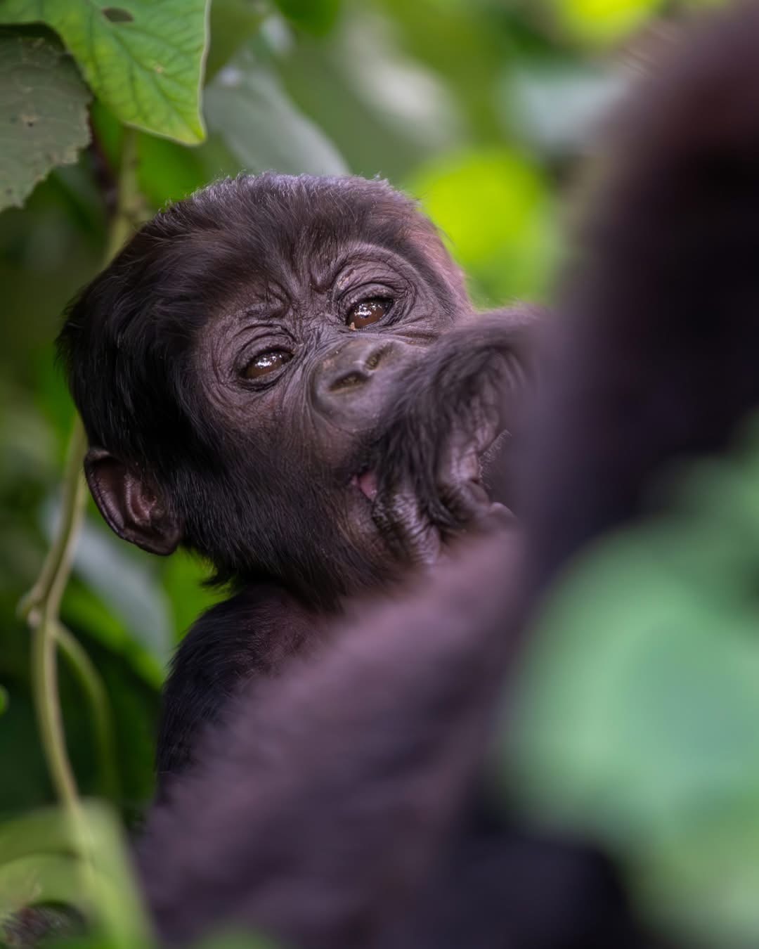 Young gorilla reaching through forest foliage