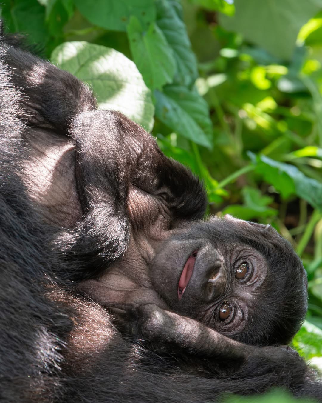 Baby gorilla resting with its mother