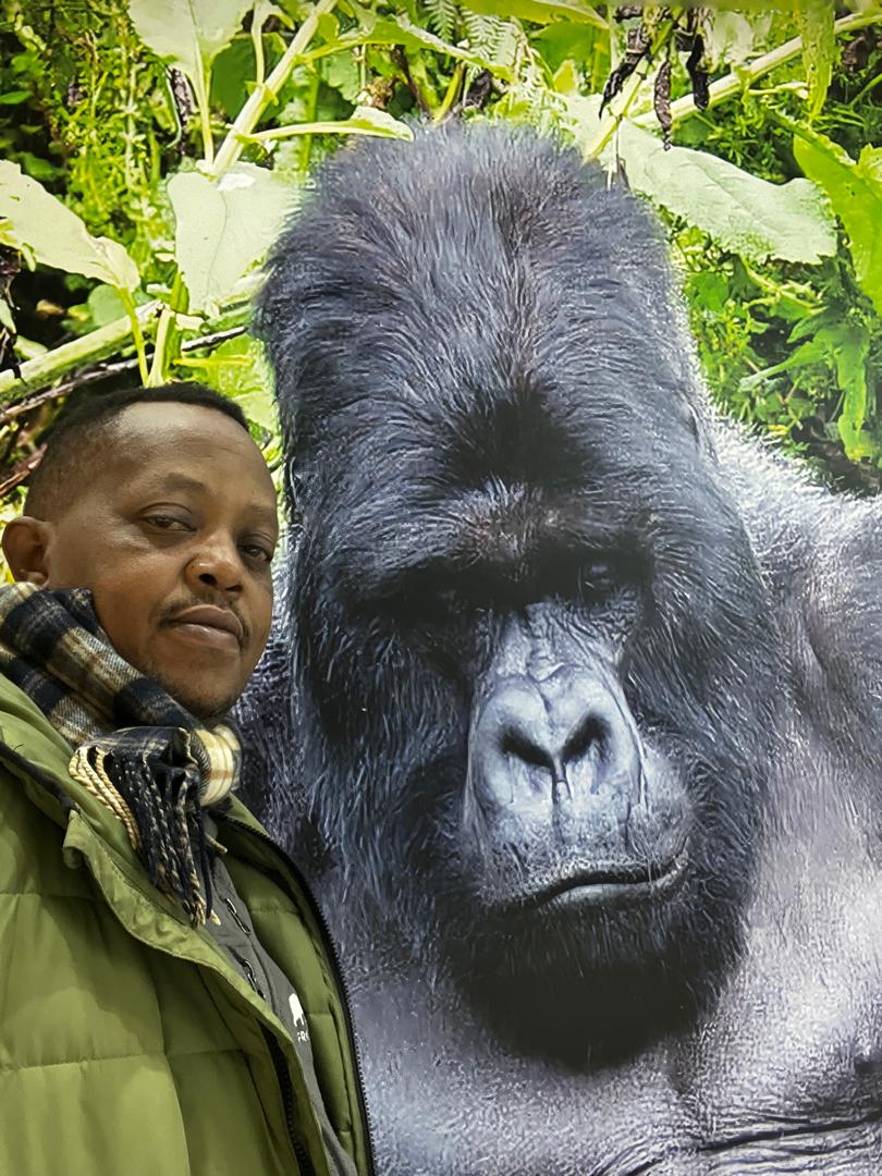 Wildlife Tours Rwanda team member beside a gorilla display