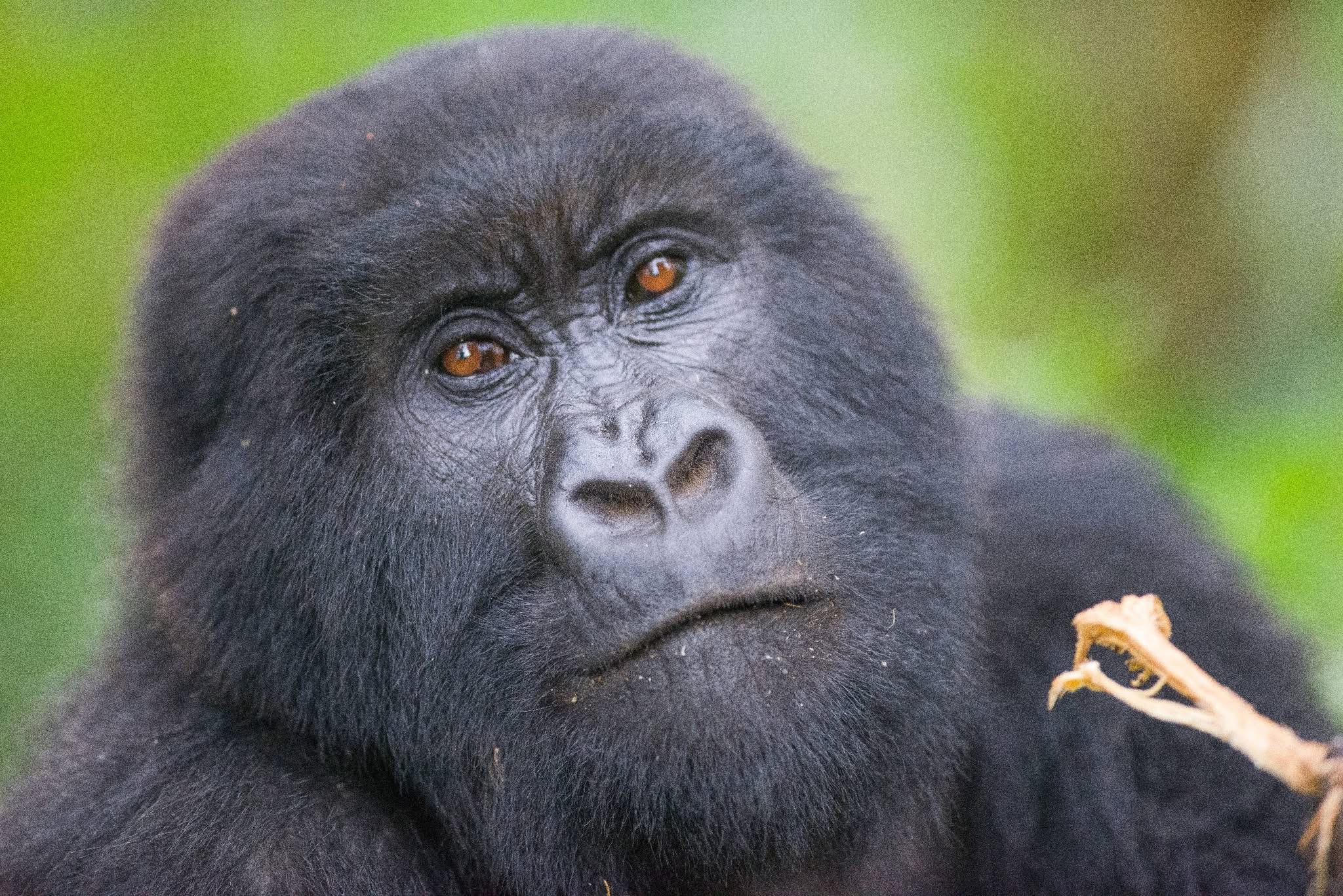 Mountain gorilla looking upward