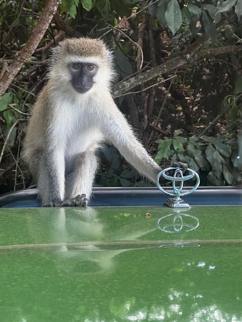 Vervet monkey perched on a safari vehicle