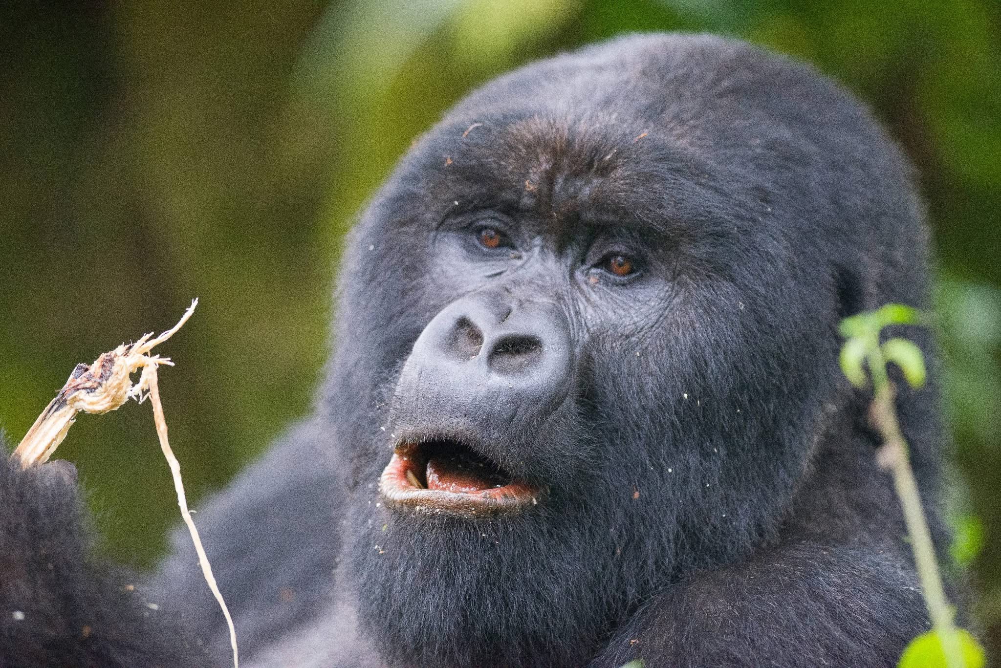 Mountain gorilla holding a plant stem