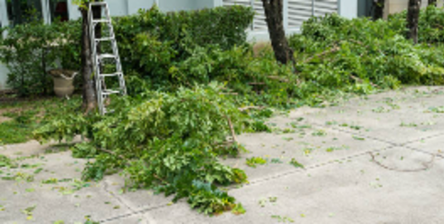 Bush Removal 