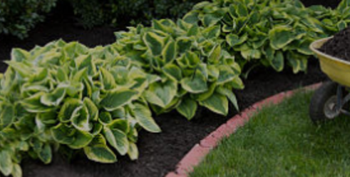 Clean up & Mulch installation