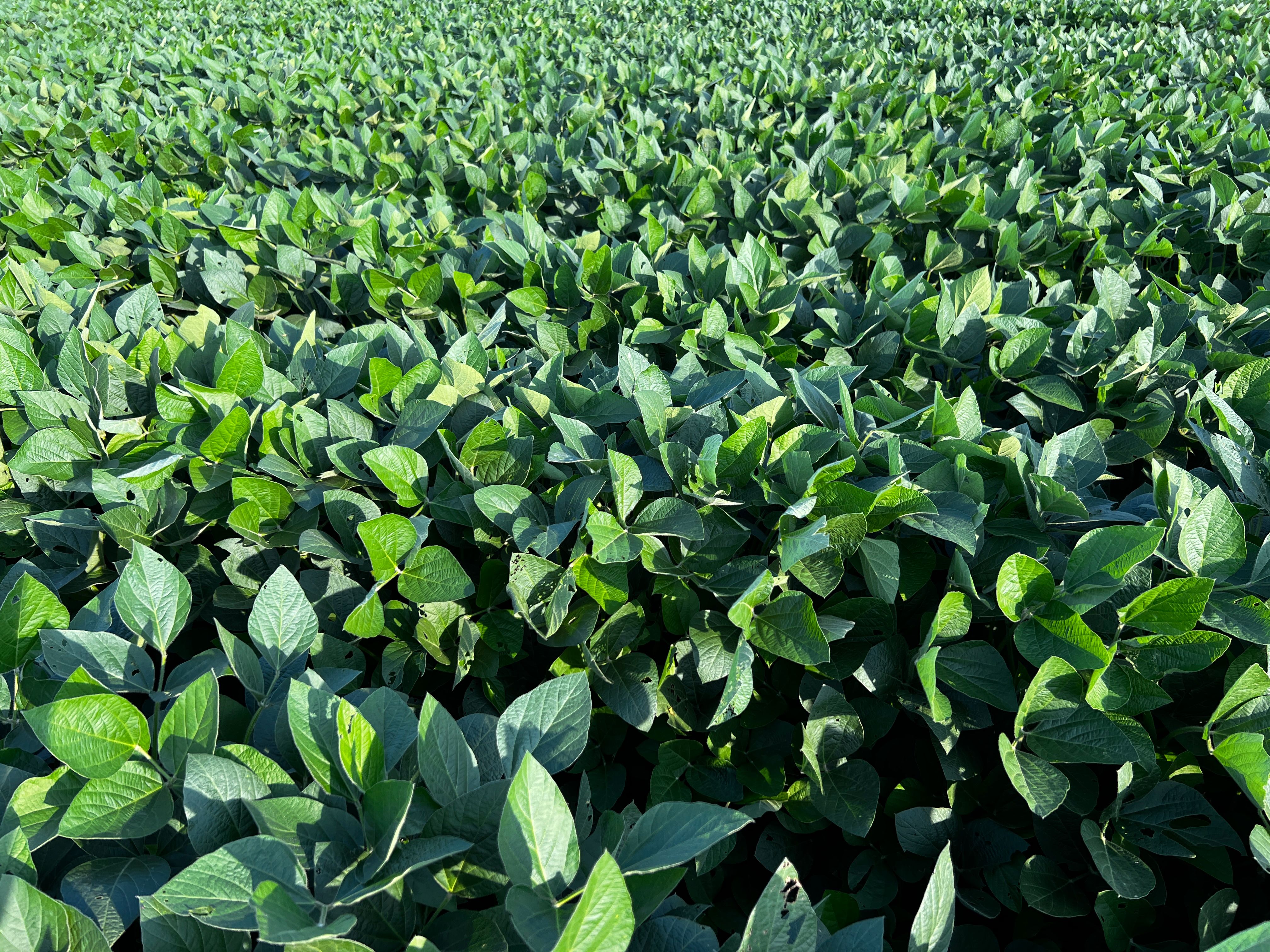 BioSoy Active