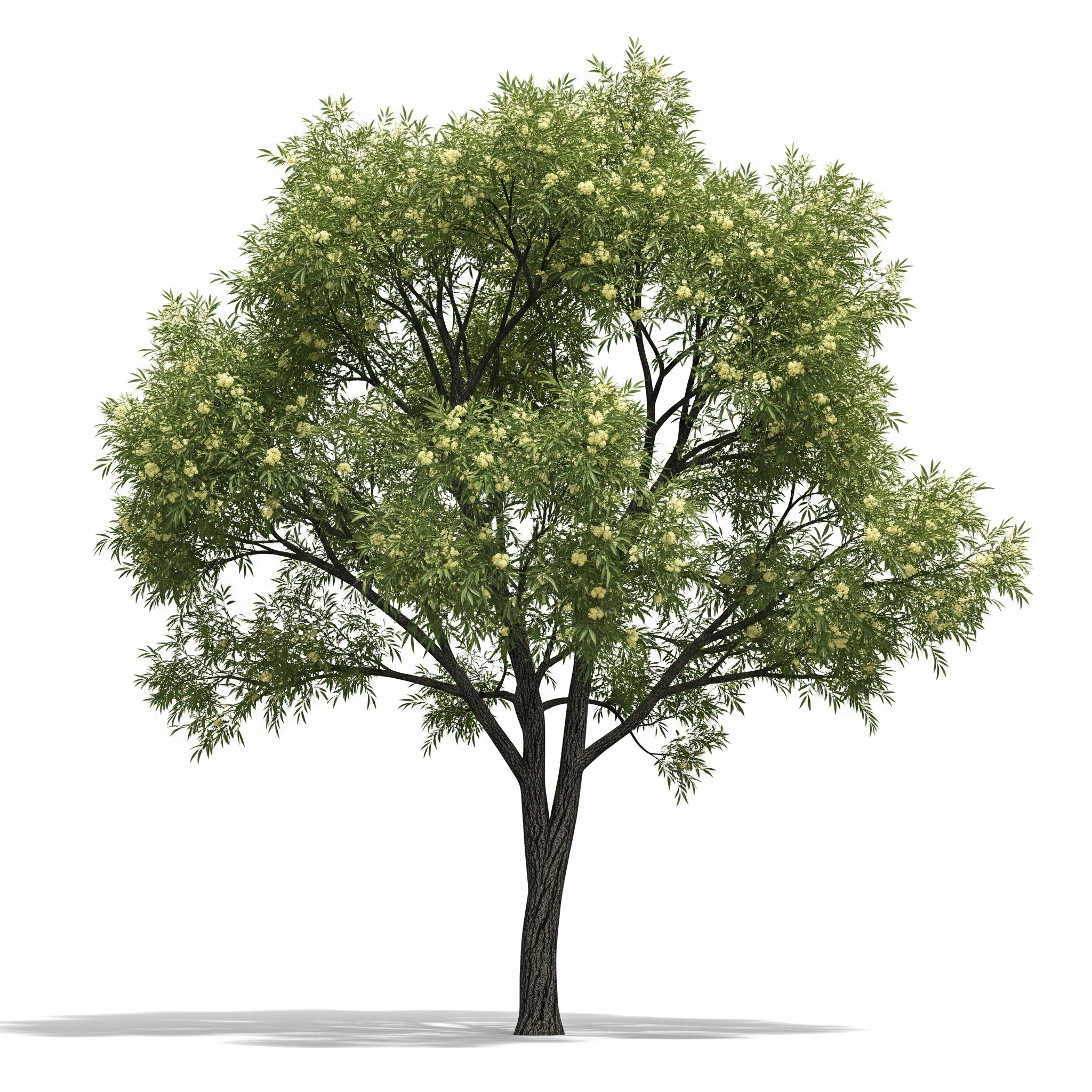 Acacia Acacia Poster