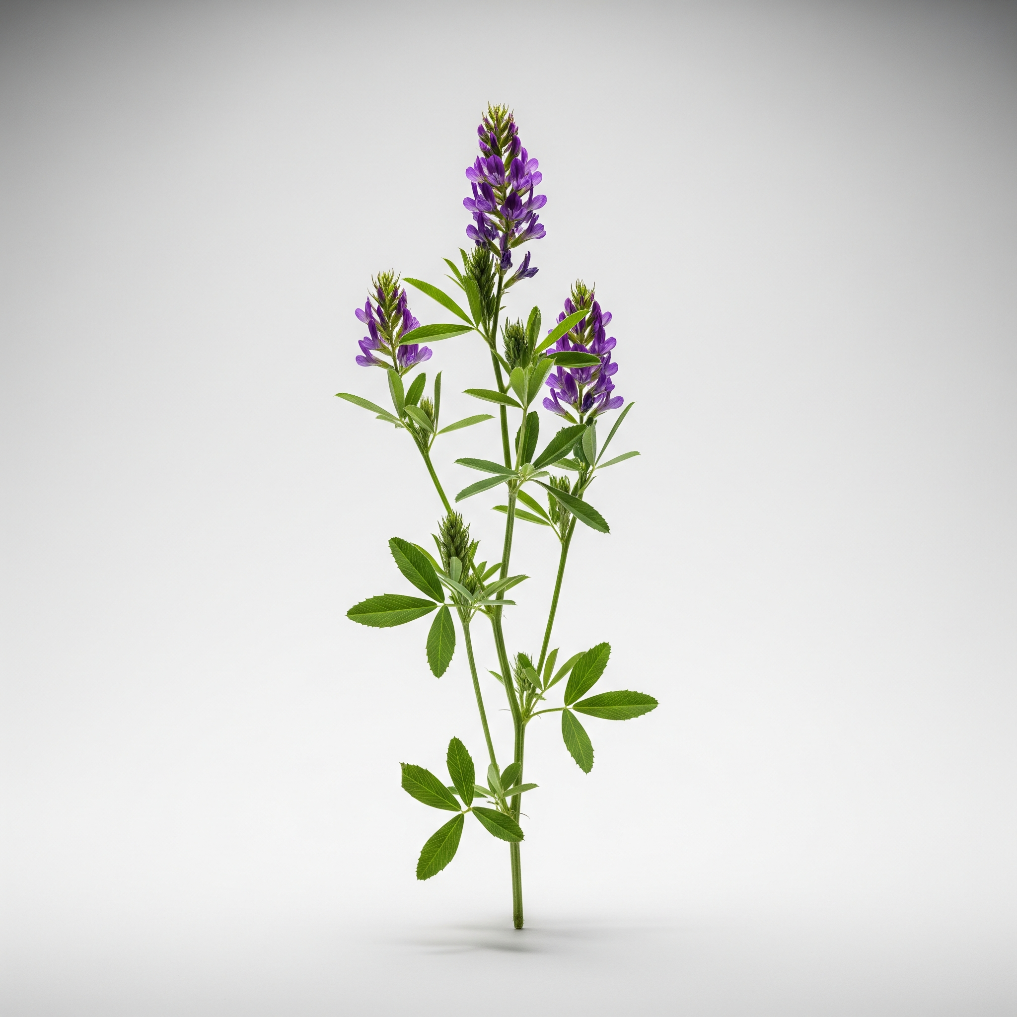 Alfalfa Alfalfa Poster