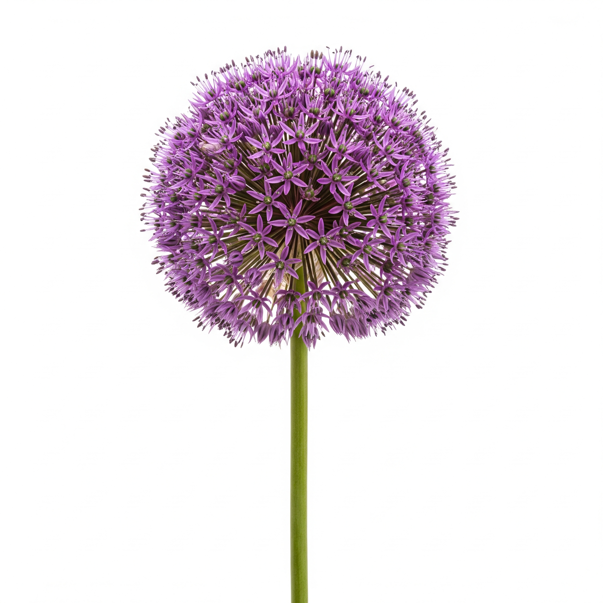Allium Allium Poster
