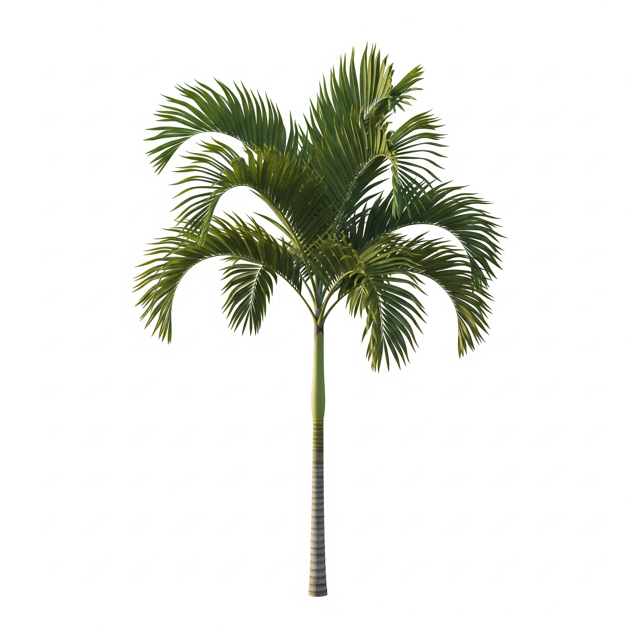 Areca Palm Areca Palm Poster