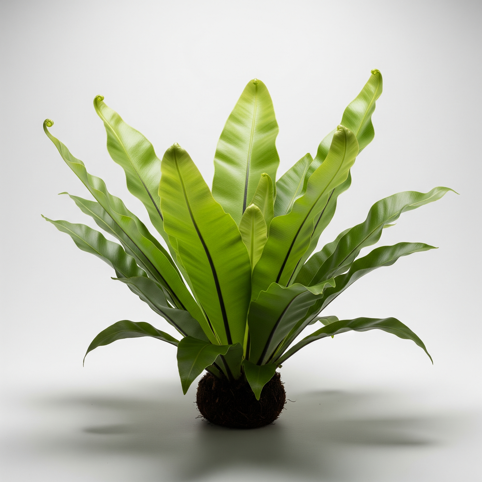 Bird’s-Nest Fern Bird’s-Nest Fern Poster