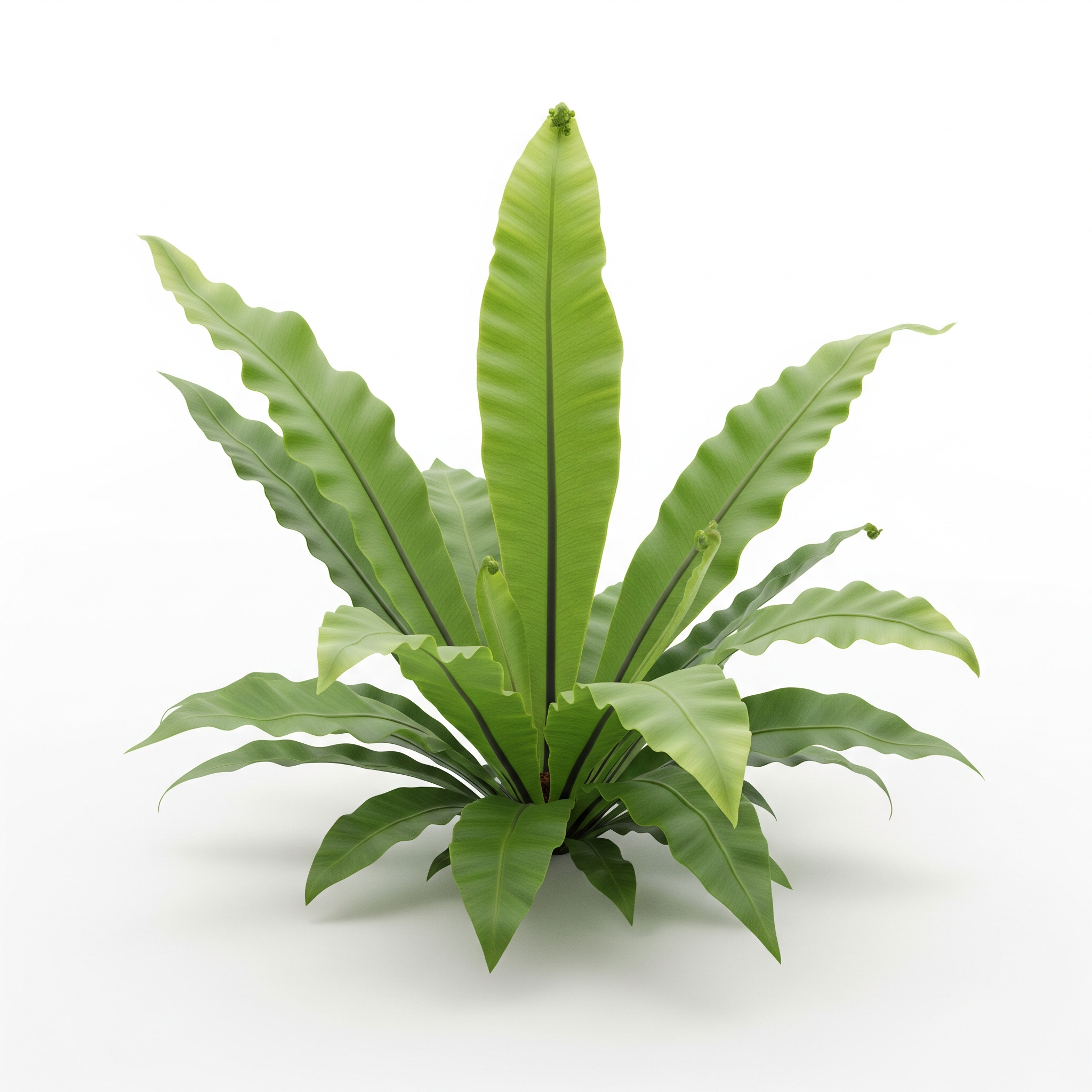 Hart’s-Tongue Fern Hart’s-Tongue Fern Poster