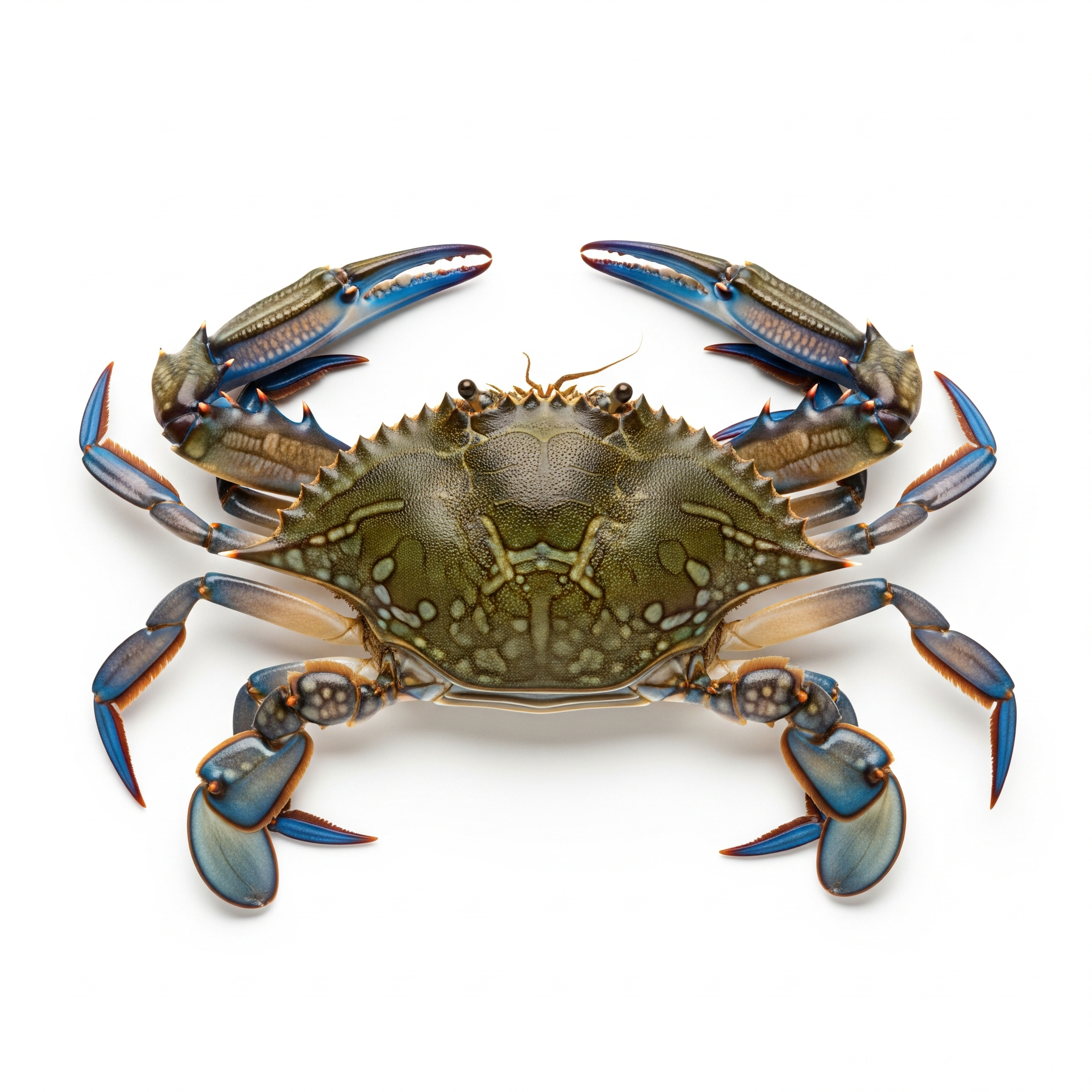 Atlantic Blue Crab Atlantic Blue Crab Poster