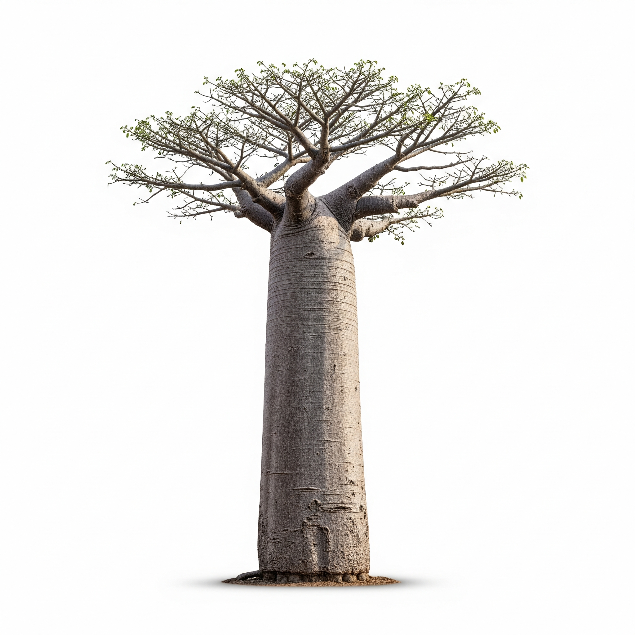 Adansonia Adansonia Poster