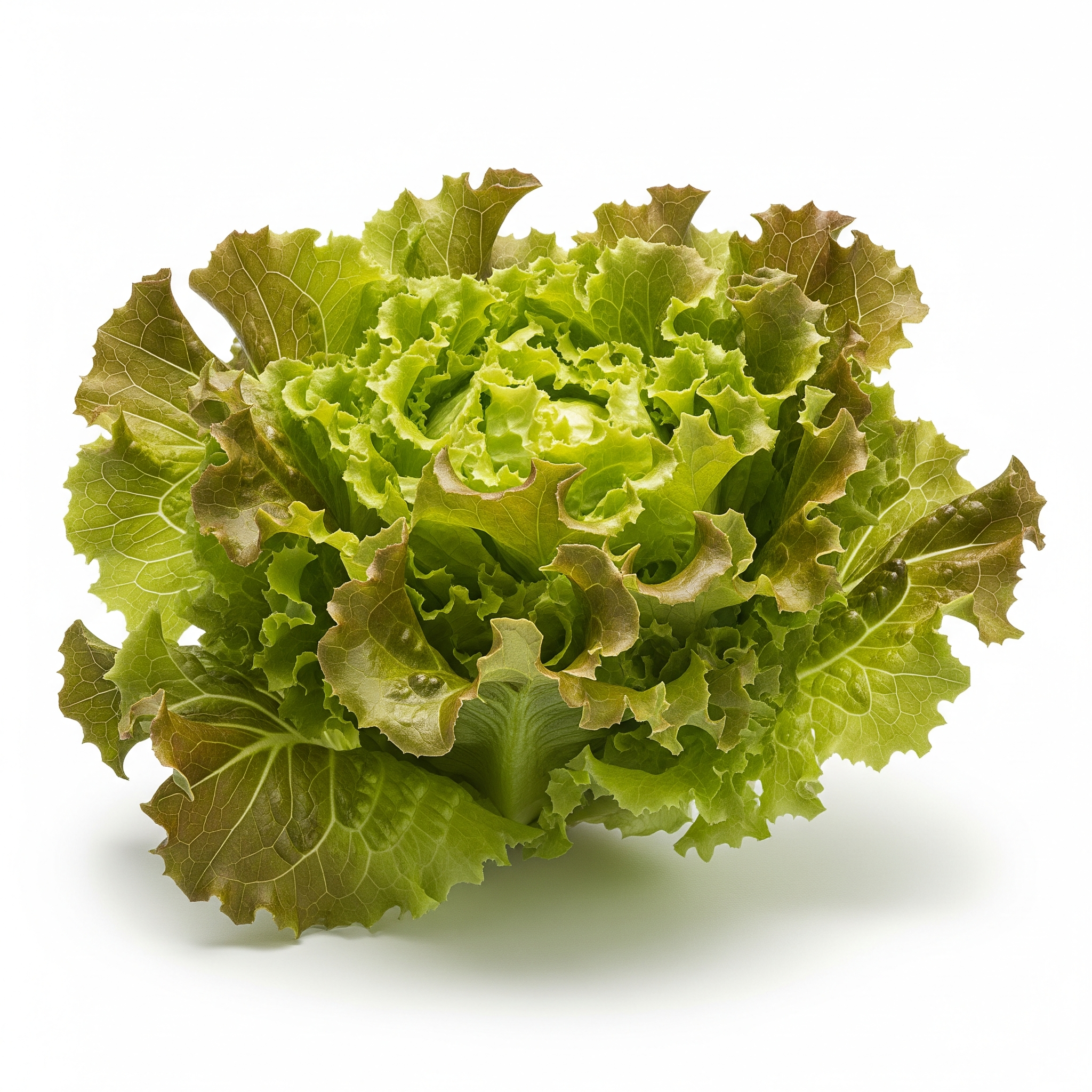 Batavia lettuce Batavia lettuce Poster