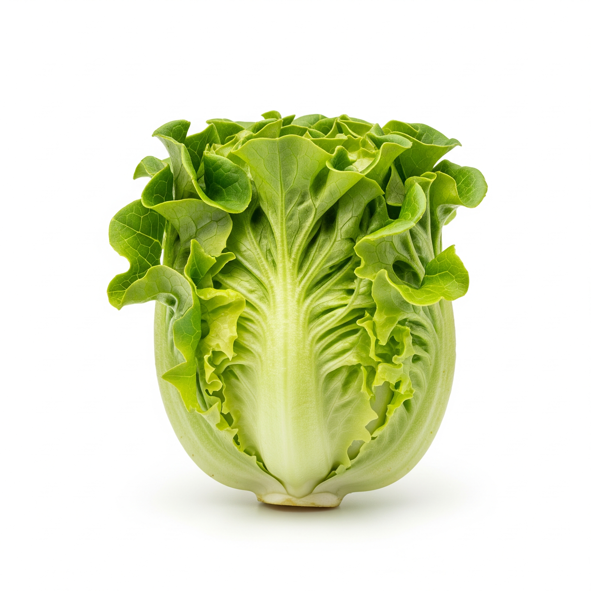 Bibb lettuce Bibb lettuce Poster