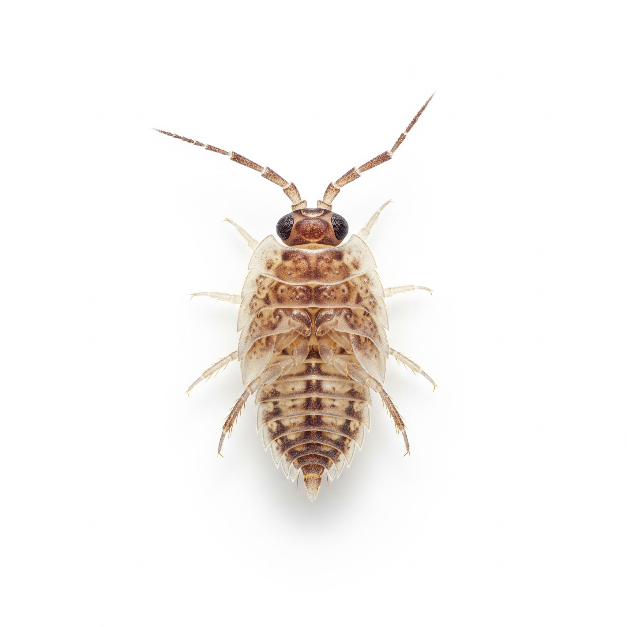 Liposcelis bostrychophila Liposcelis bostrychophila Poster