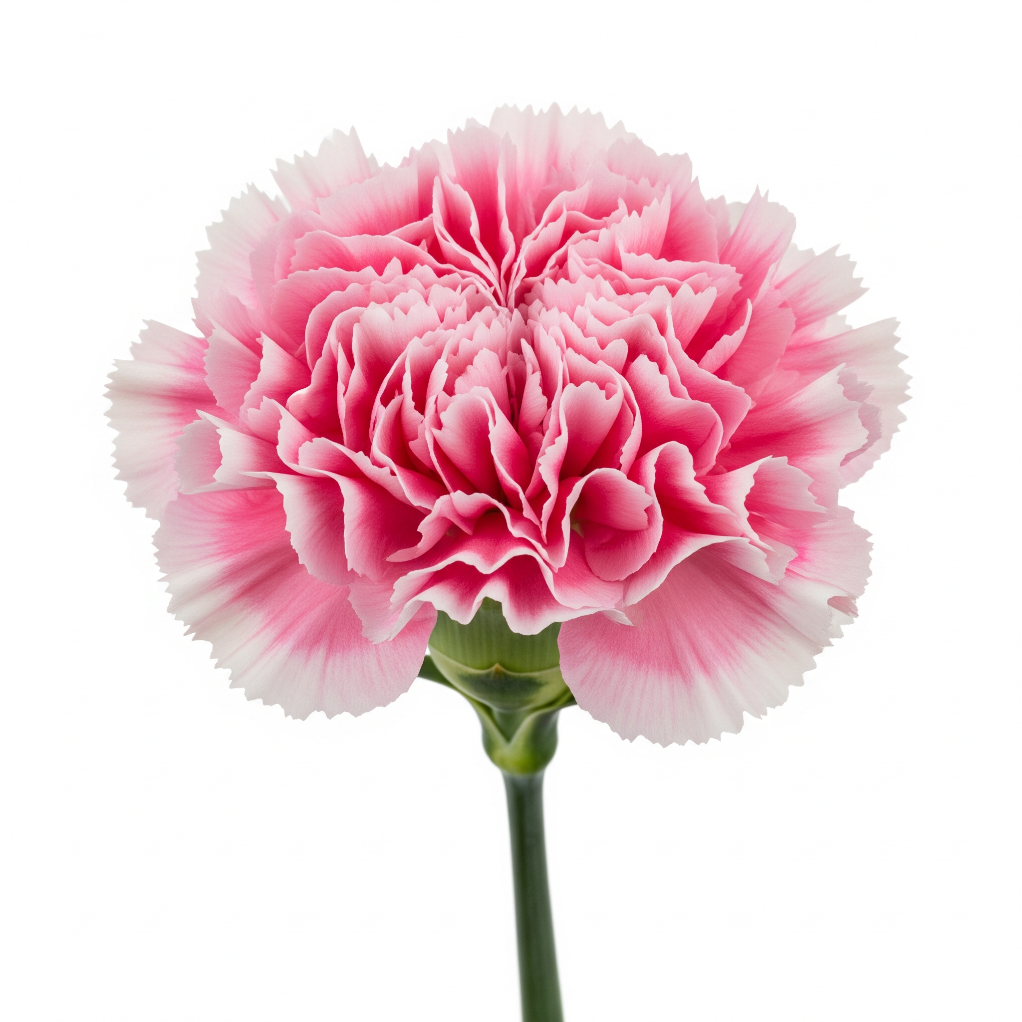 Carnation Carnation Poster
