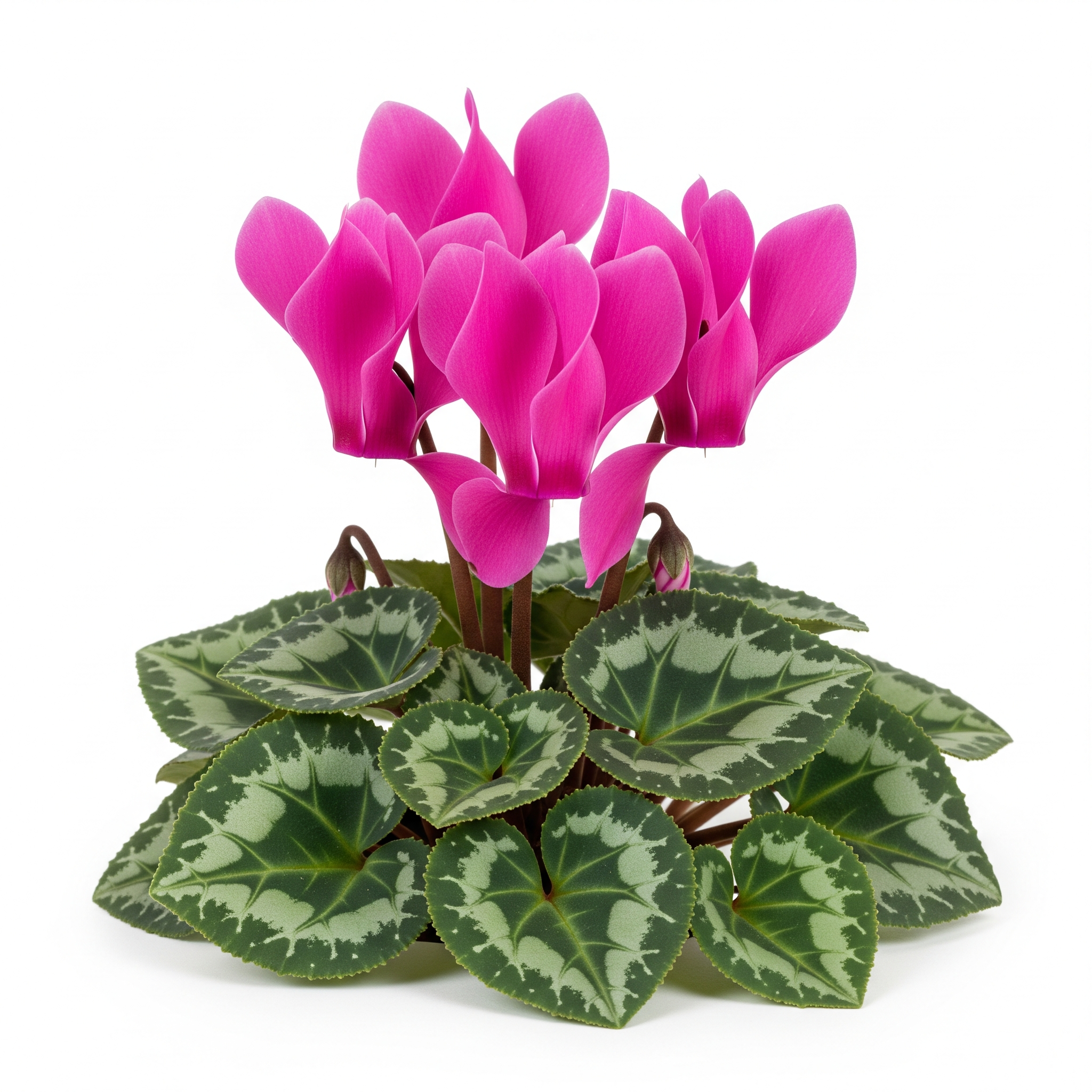 Cyclamen Cyclamen Poster
