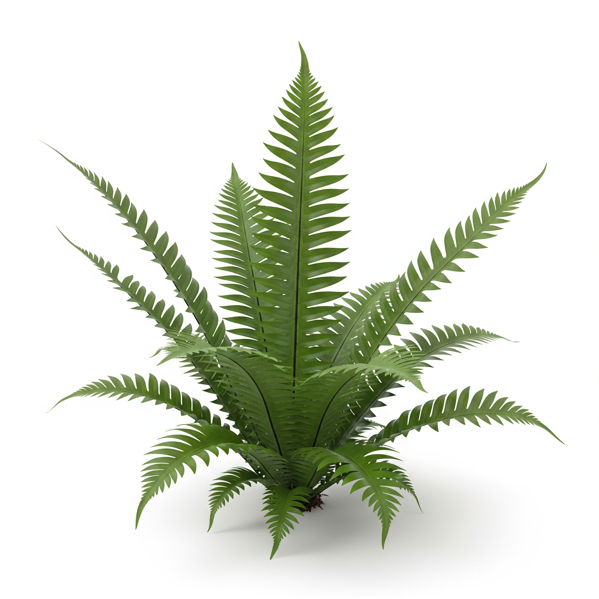 Holly Fern Holly Fern Poster