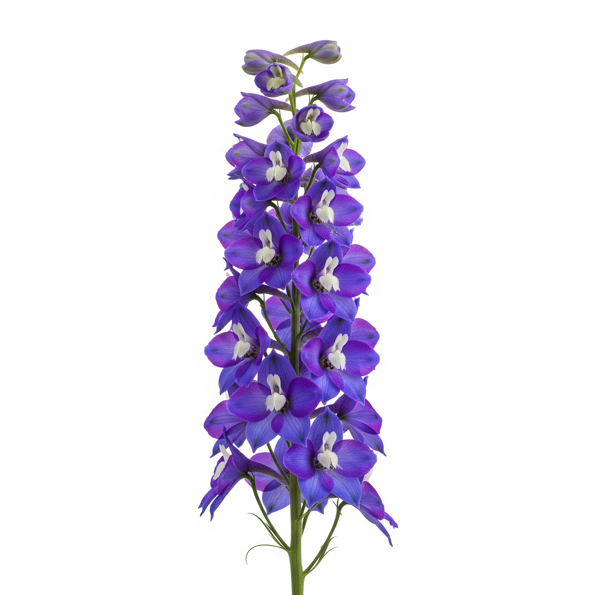 Delphinium Delphinium Poster