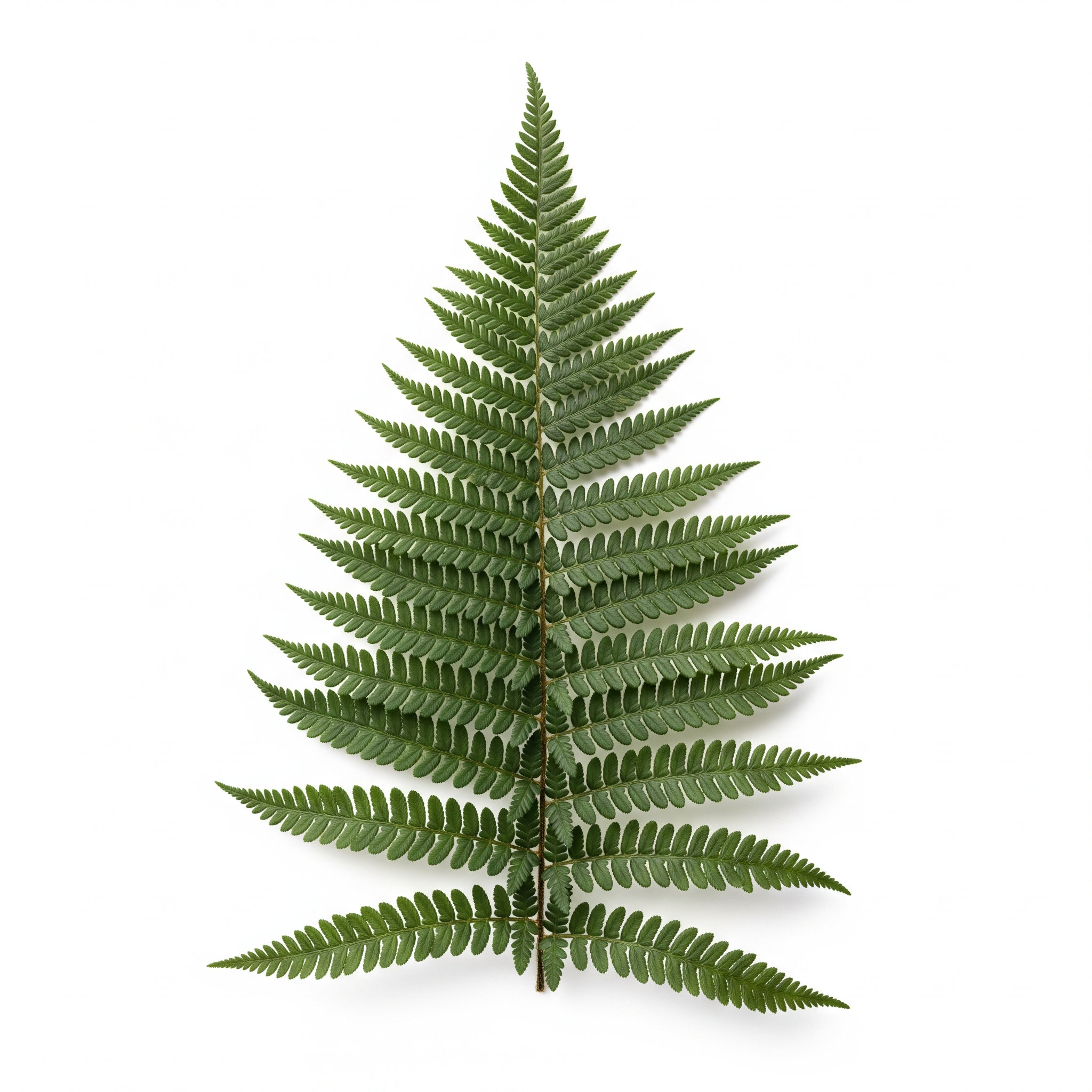Marginal Wood Fern Marginal Wood Fern Poster