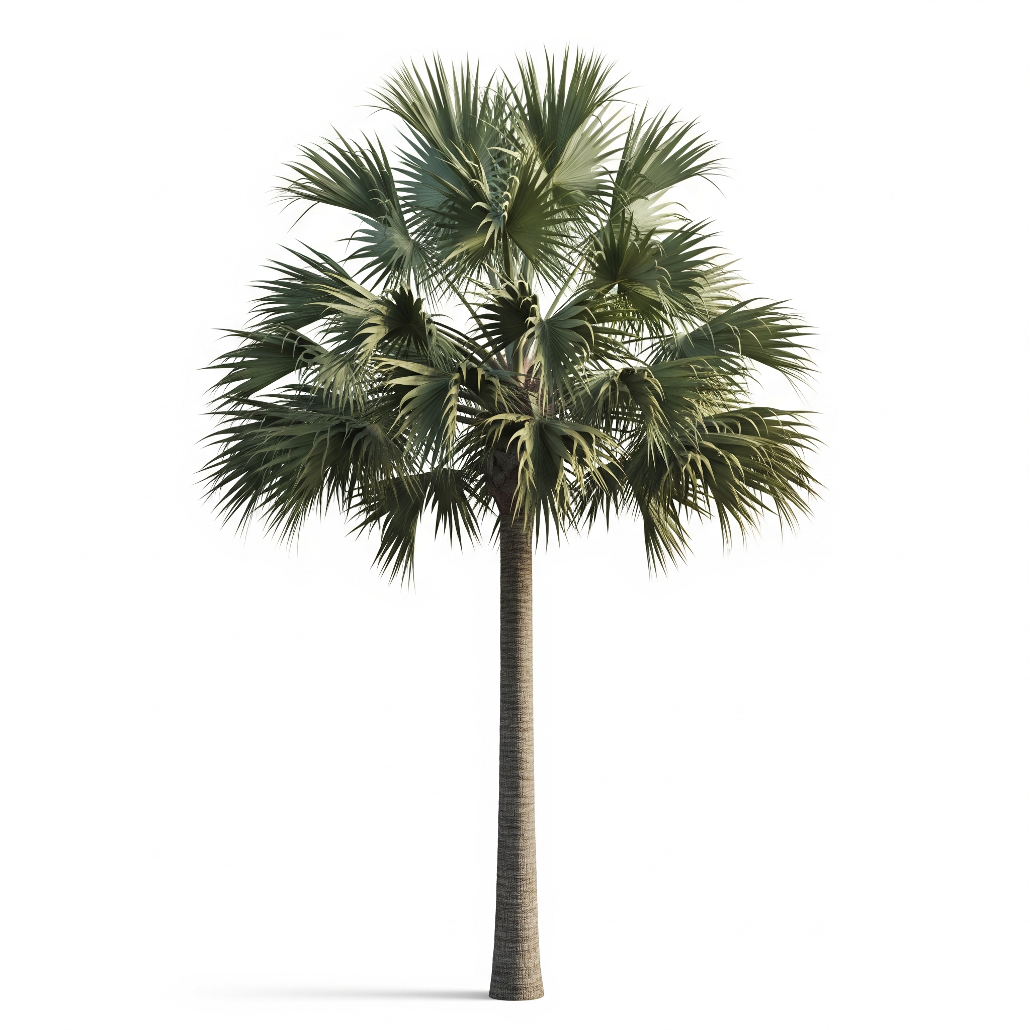 Fan Palm Fan Palm Poster