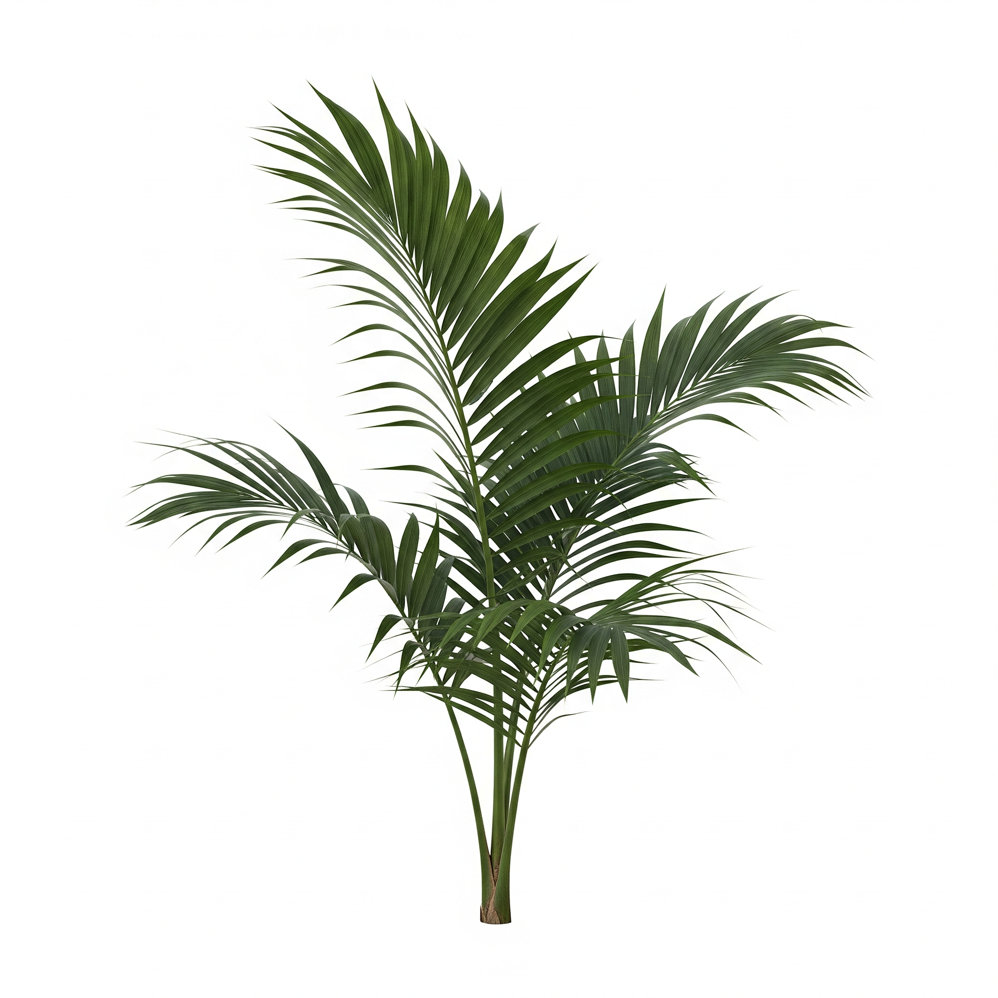 Fishtail Palm Fishtail Palm Poster