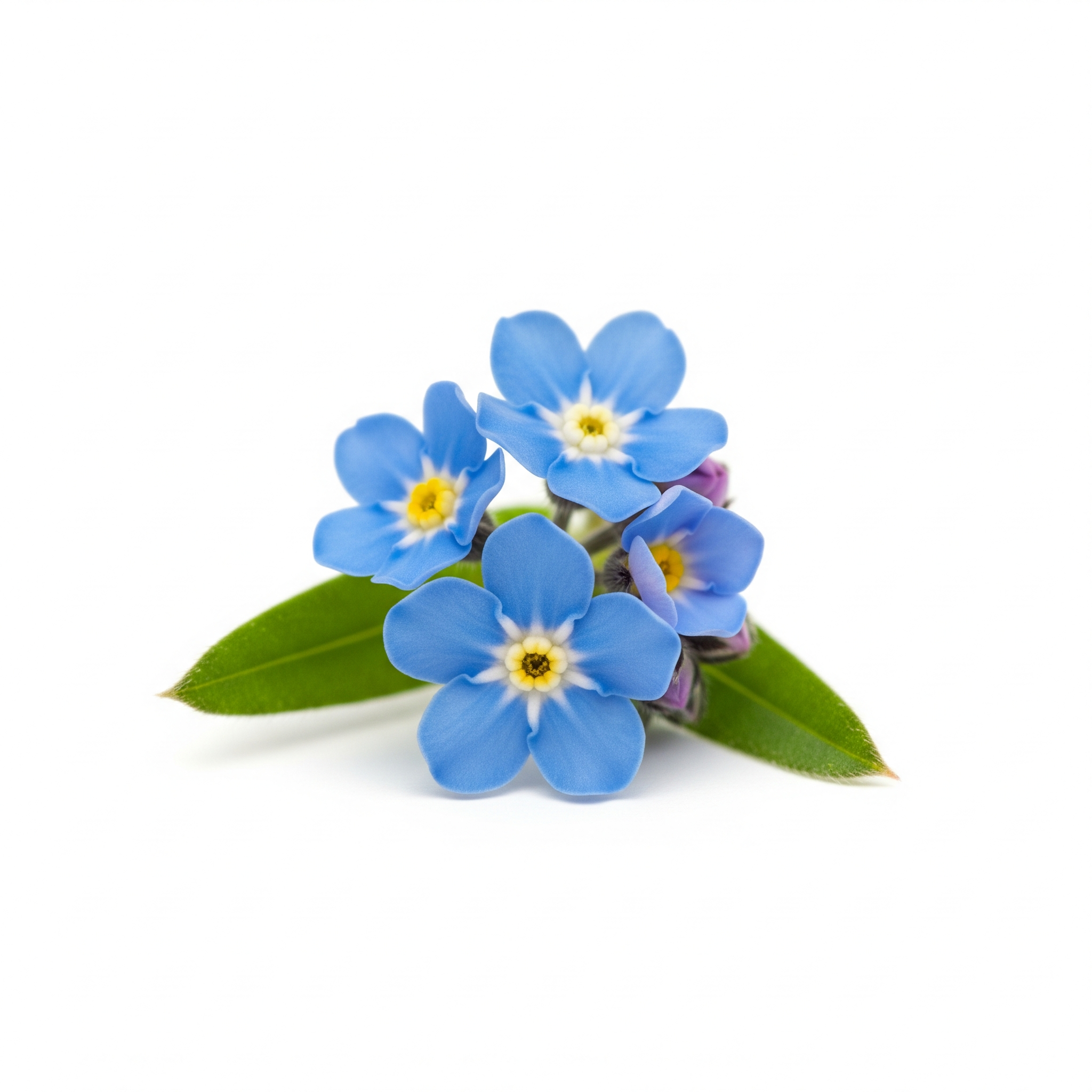 Forget-me-not Forget-me-not Poster