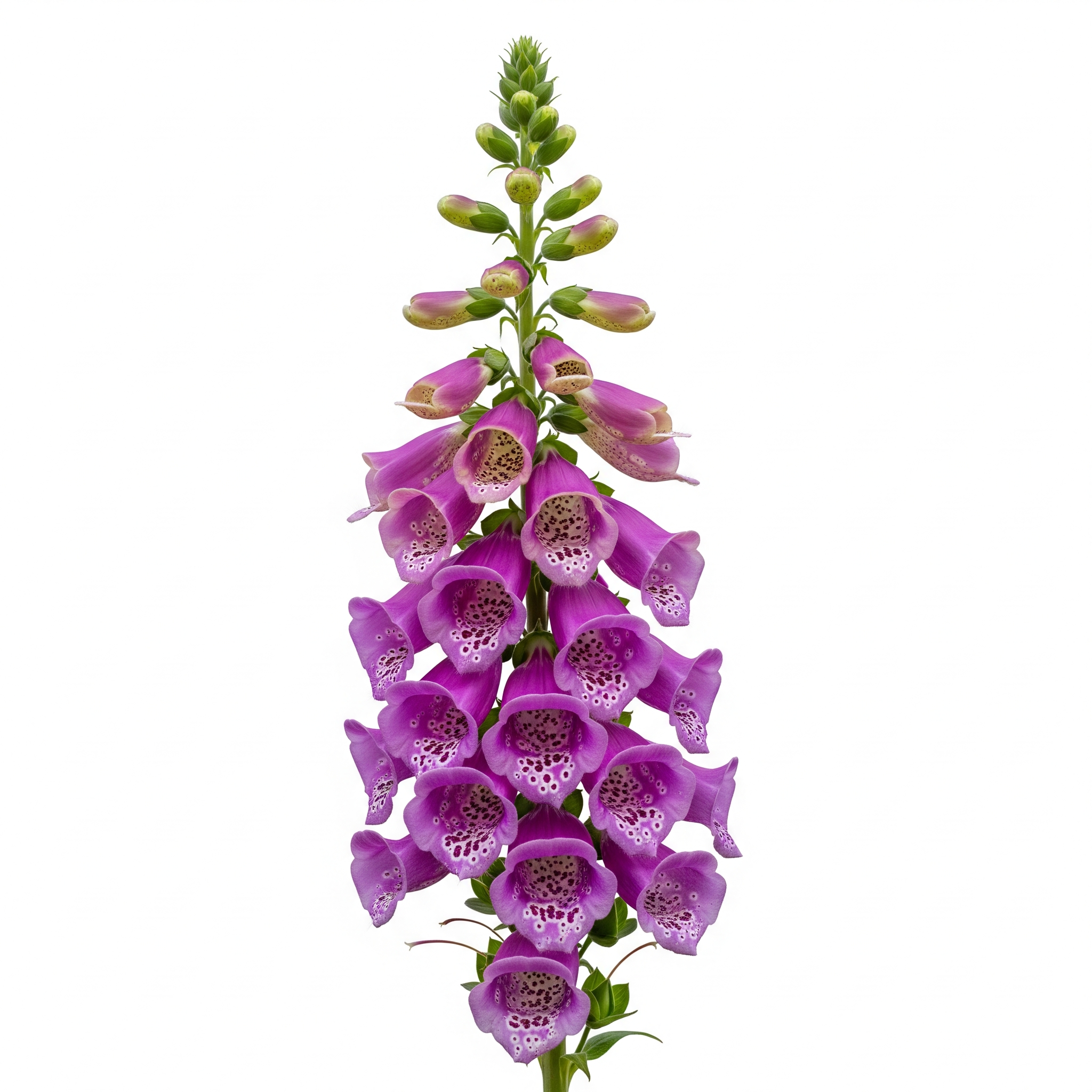 Foxglove Foxglove Poster