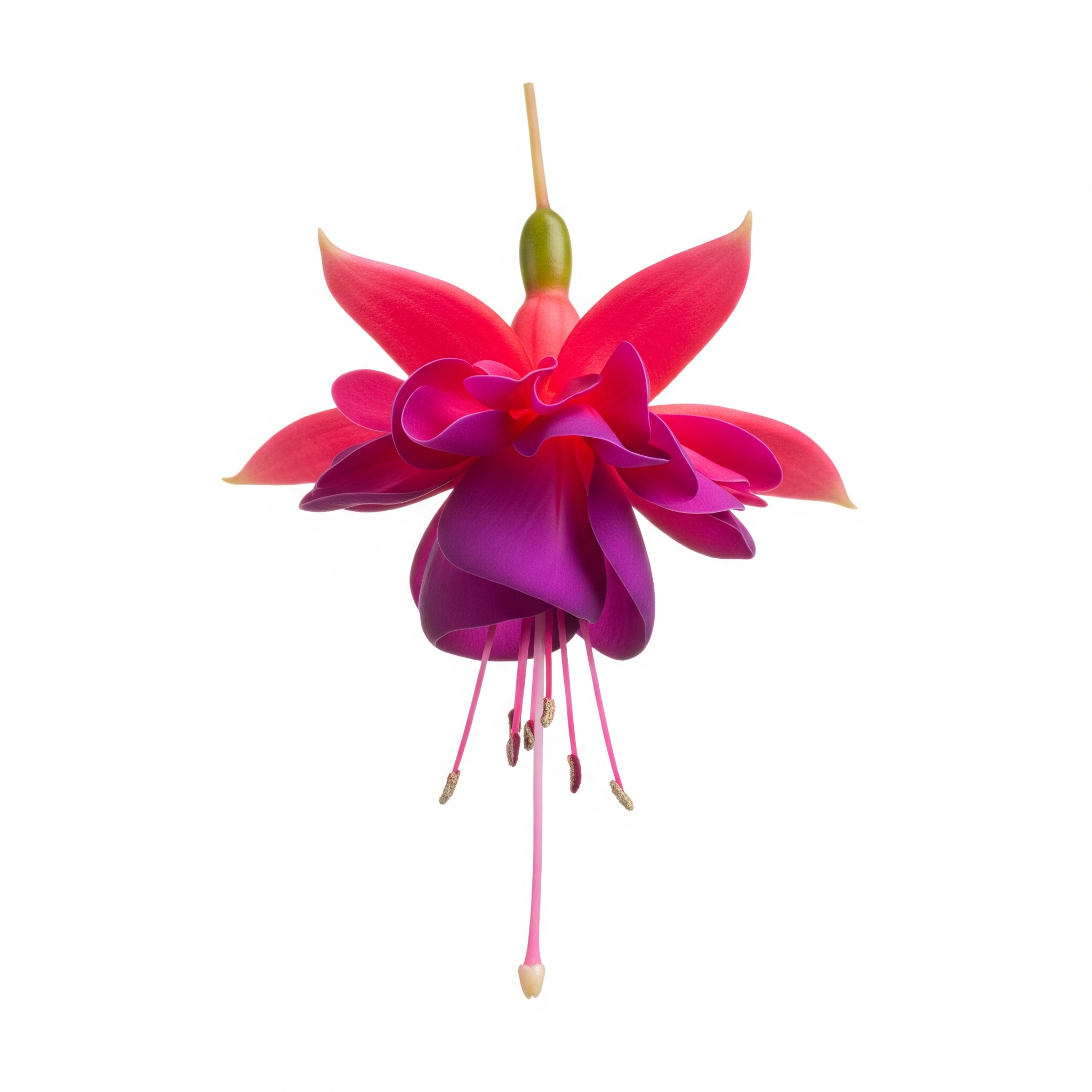 Fuchsia Fuchsia Poster