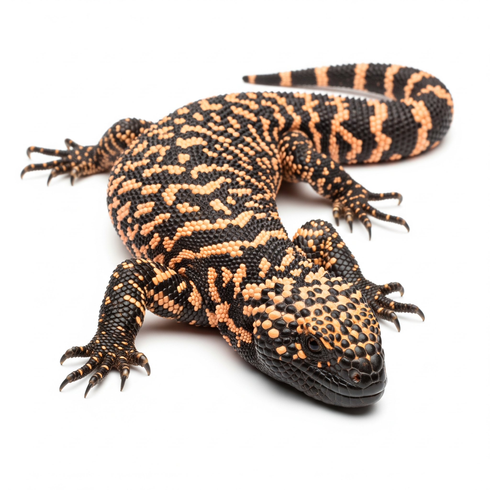 Gila Monster Gila Monster Poster