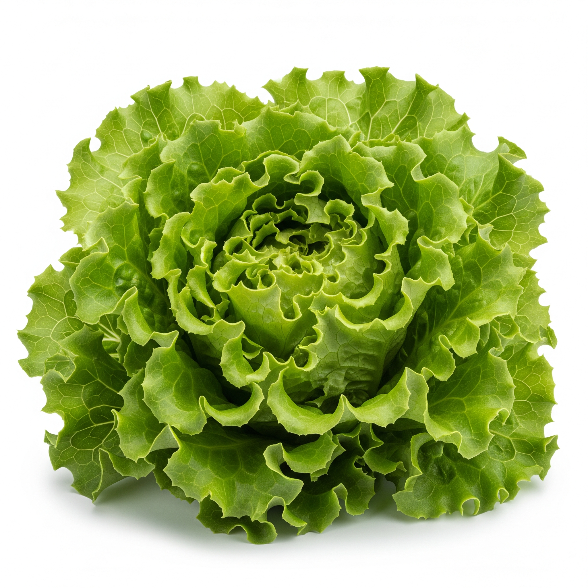Green Leaf Lettuce Green Leaf Lettuce Poster