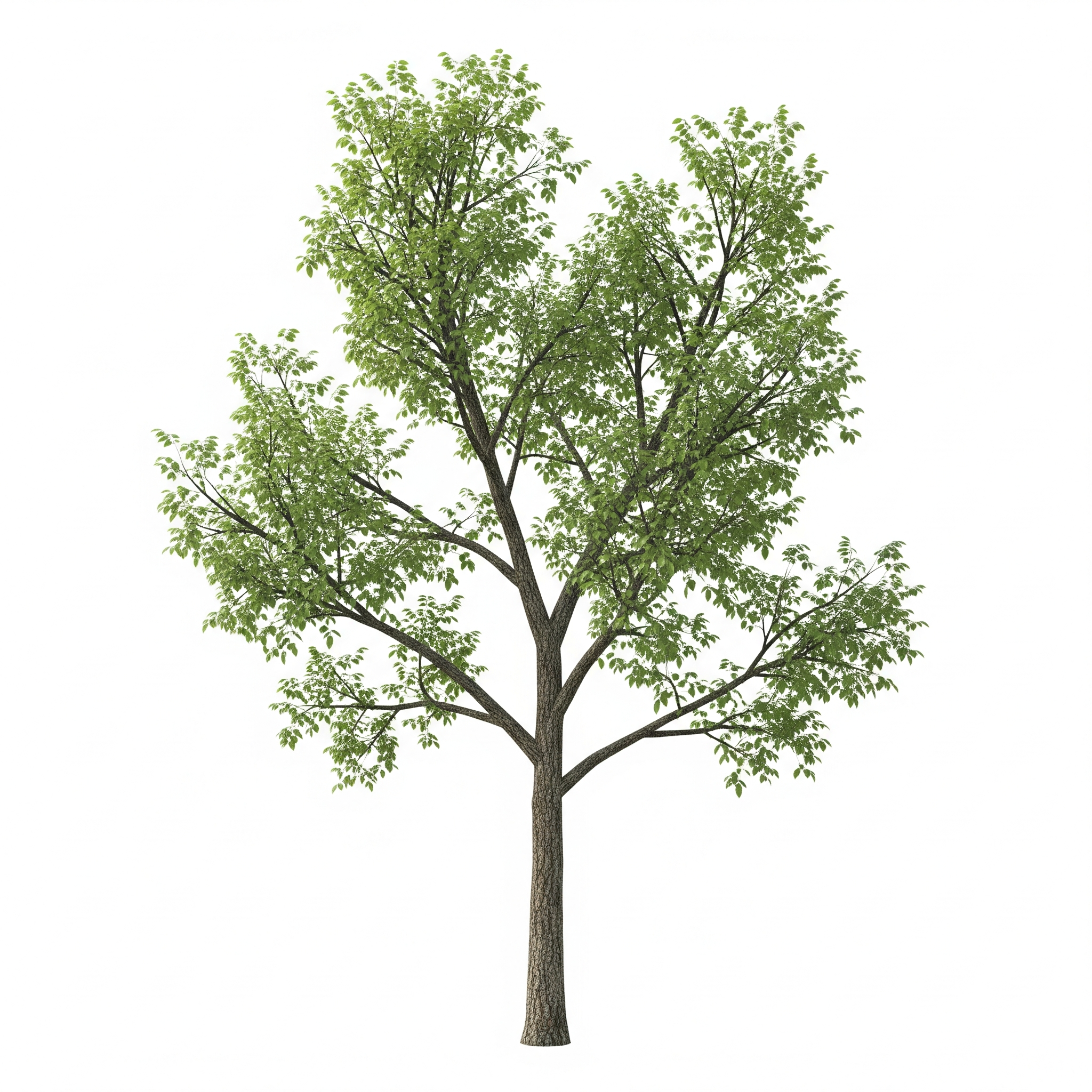 Hickory Hickory Poster