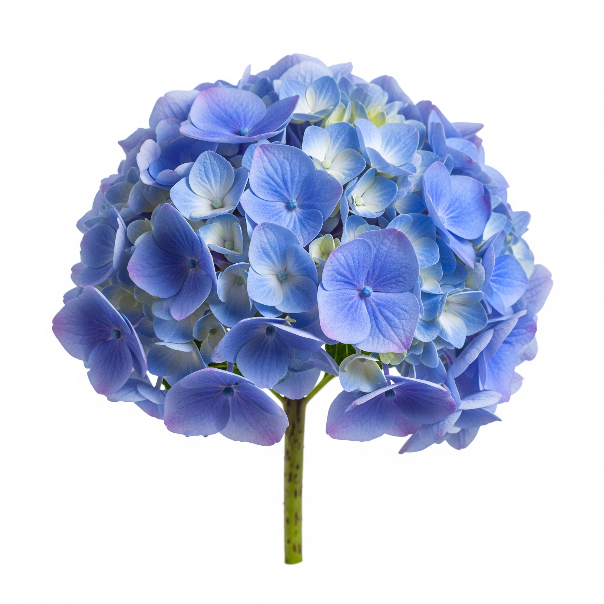Hydrangea Hydrangea Poster