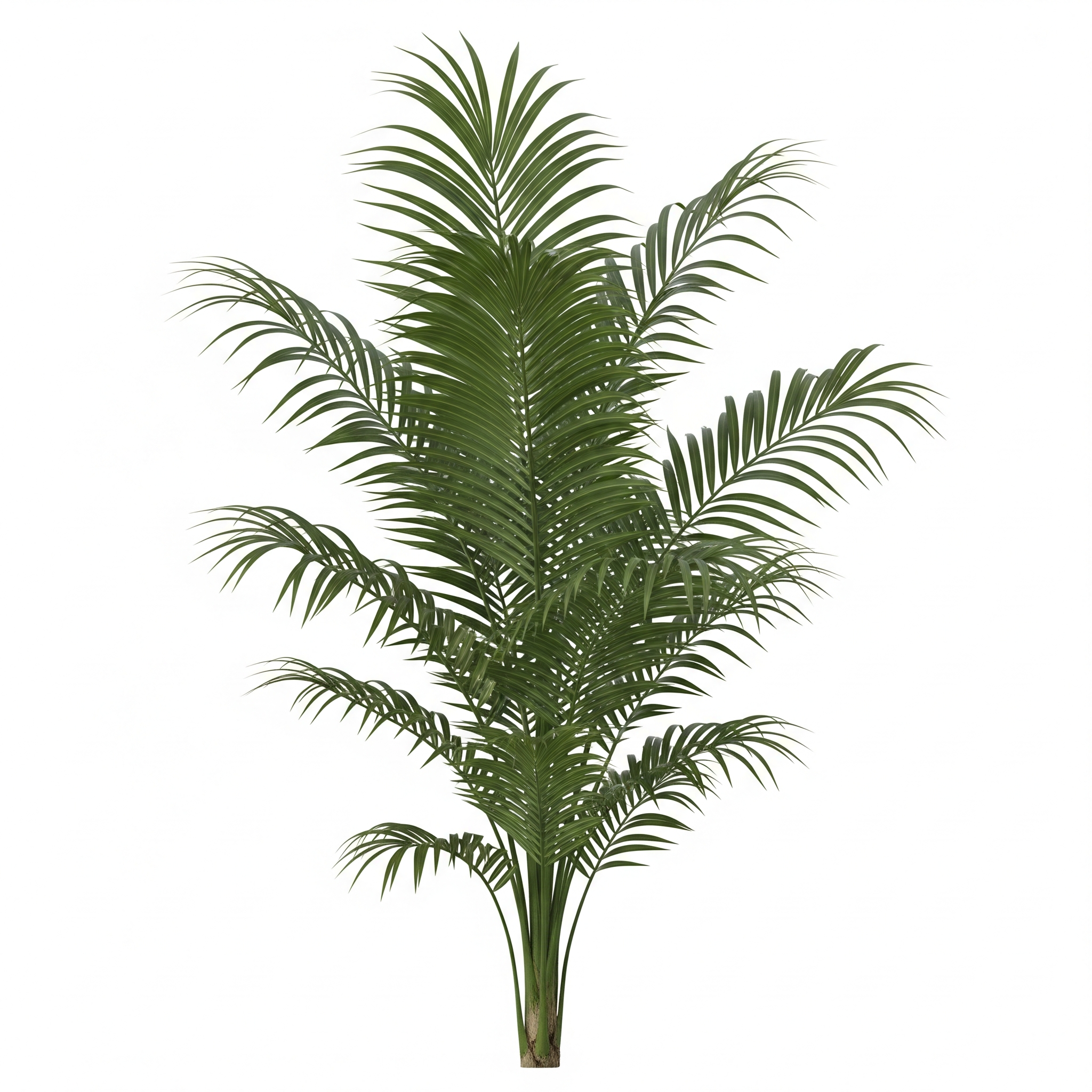 Kentia Palm Kentia Palm Poster