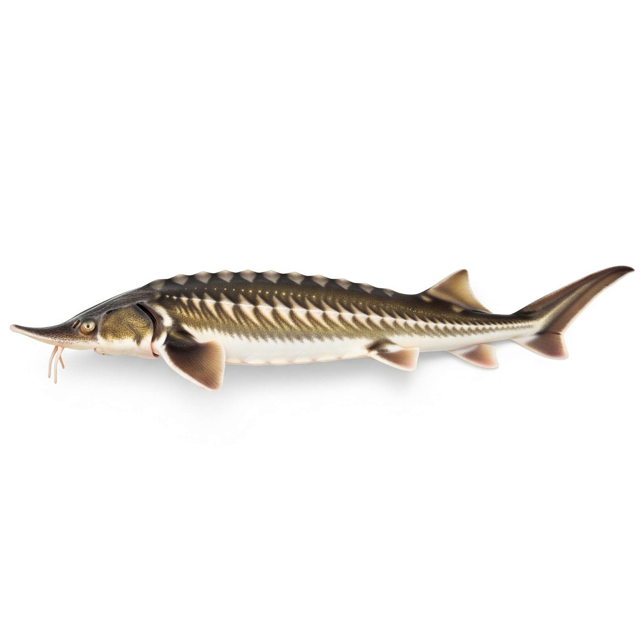 Lake Sturgeon Lake Sturgeon Poster