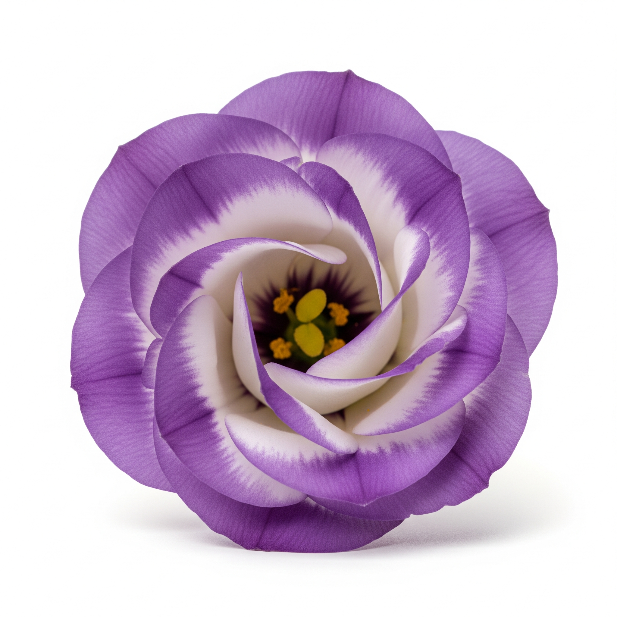 Lisianthus Lisianthus Poster