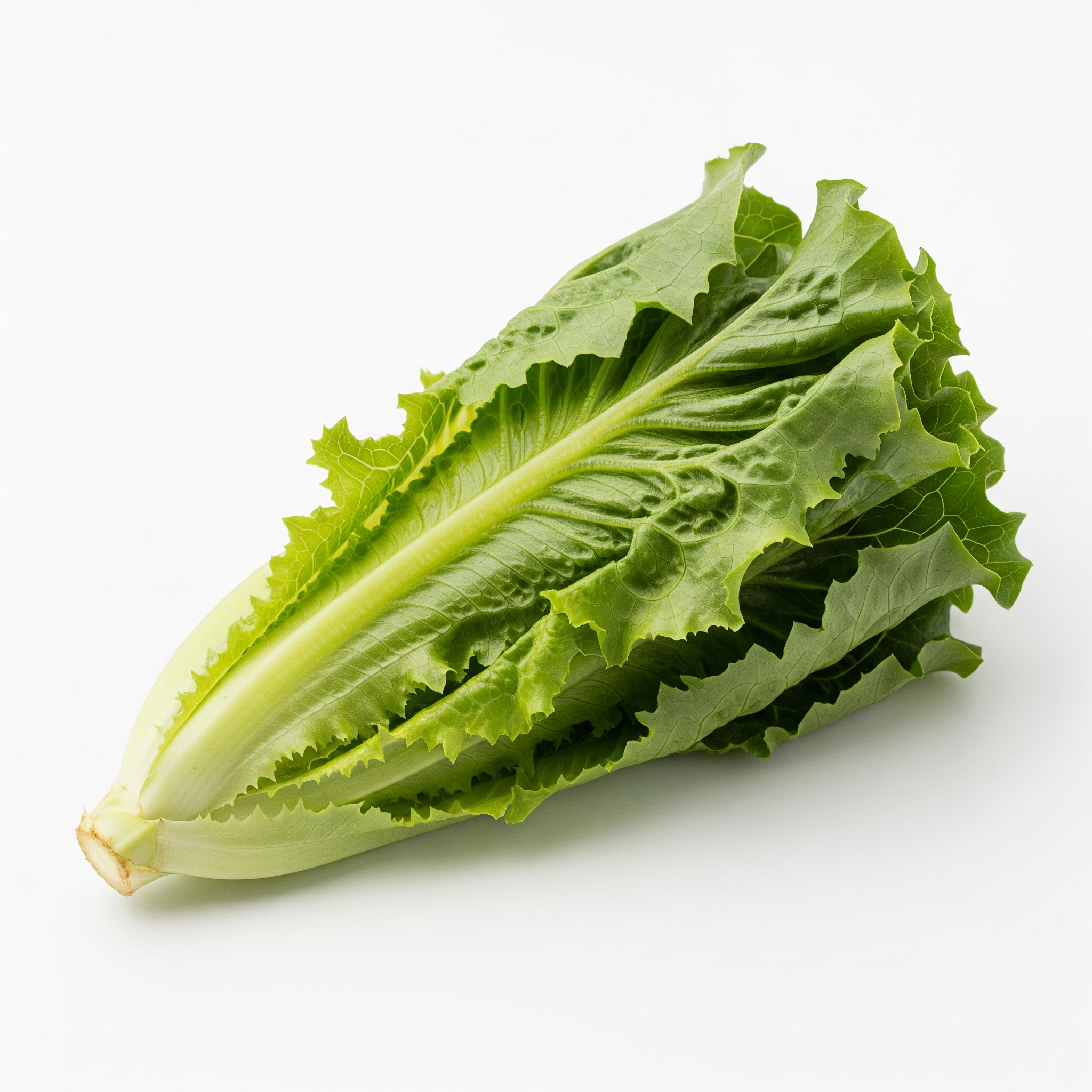 Little Gem Lettuce Little Gem Lettuce Poster