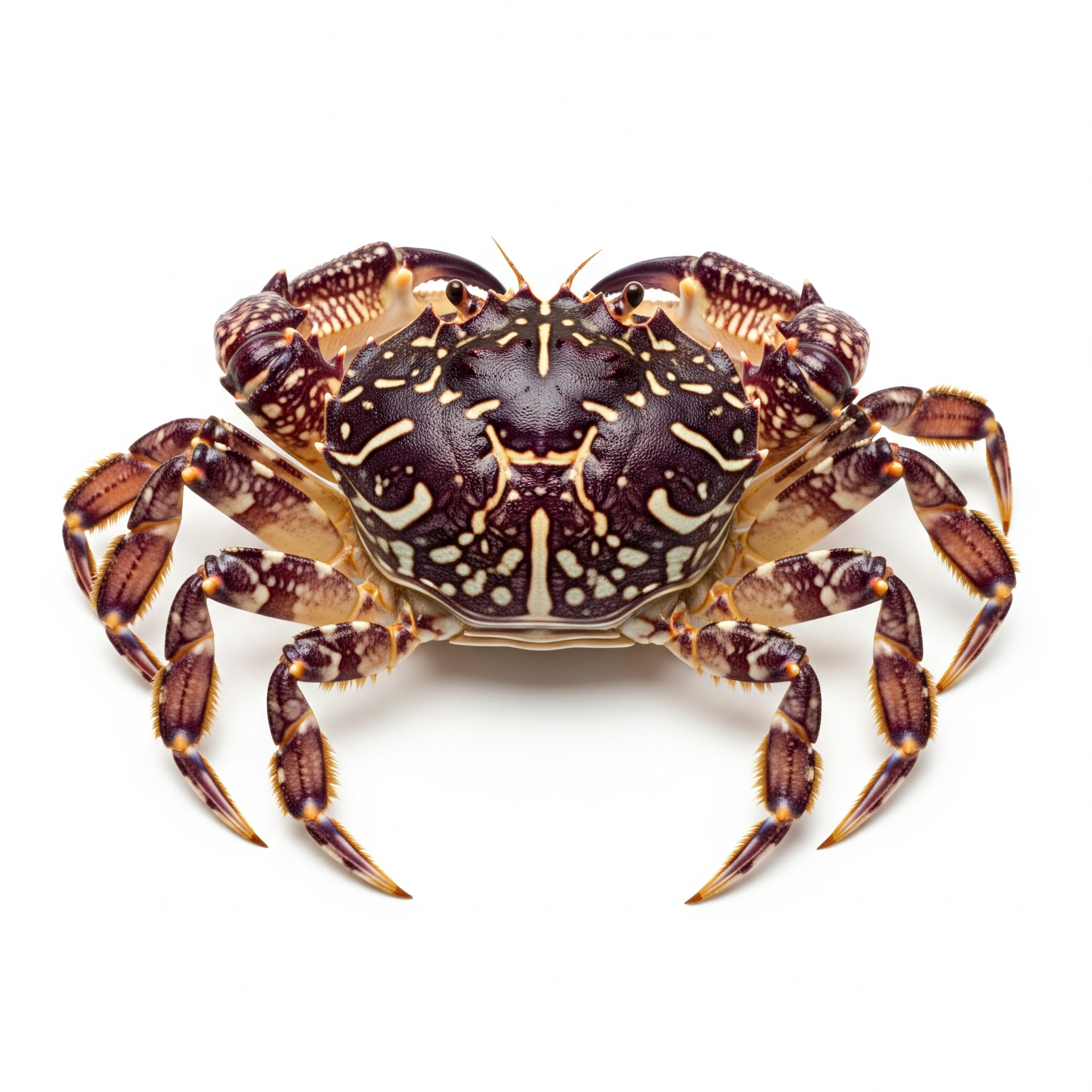 Marbled Crab Marbled Crab Poster